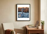 elegant-swan-gliding-on-water-at-sunset-1 framed in a focused room thumbnail