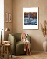 elegant-swan-gliding-on-water-at-sunset-1 framed in a tender room thumbnail