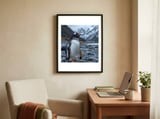 gentoo-penguin-standing-on-a-rocky-shore-1 framed in a focused room thumbnail