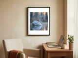 graceful-swan-floating-on-calm-water-1 framed in a focused room thumbnail