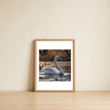 graceful-swan-gliding-on-reflective-water-surface-1 — framed, leaning against the wall thumbnail