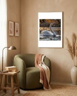 graceful-swan-gliding-on-reflective-water-surface-1 framed in a tender room thumbnail