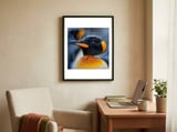 king-penguin-close-up-in-snowfall-1 framed in a focused room thumbnail