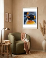 king-penguin-close-up-in-snowfall-1 framed in a tender room thumbnail