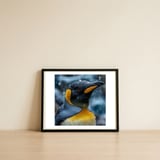 king-penguin-close-up-in-the-rain-1 — framed, leaning against the wall thumbnail