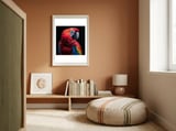 Scarlet Macaw Parrot Close Up Portrait  framed in a gentle room thumbnail