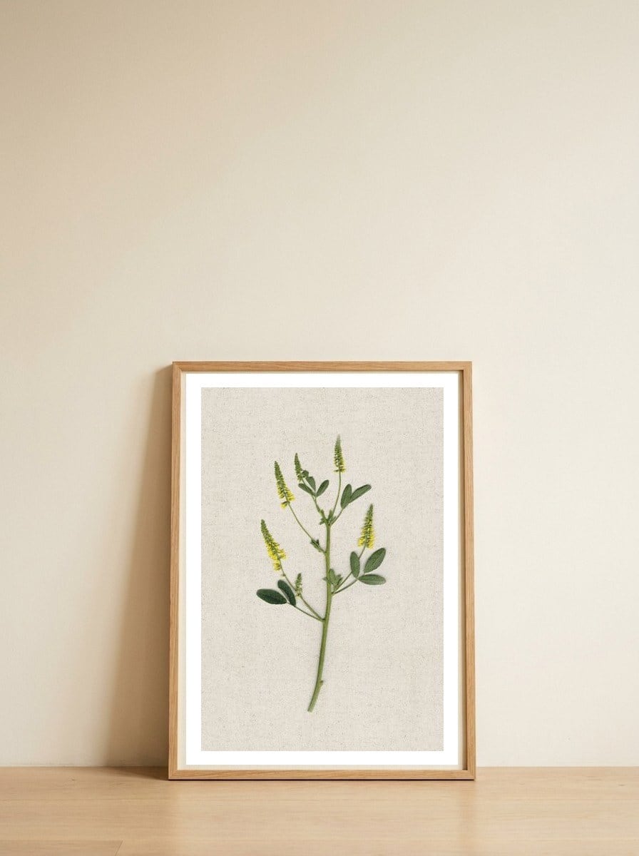 Yellow Botanical Specimen — framed, leaning against the wall