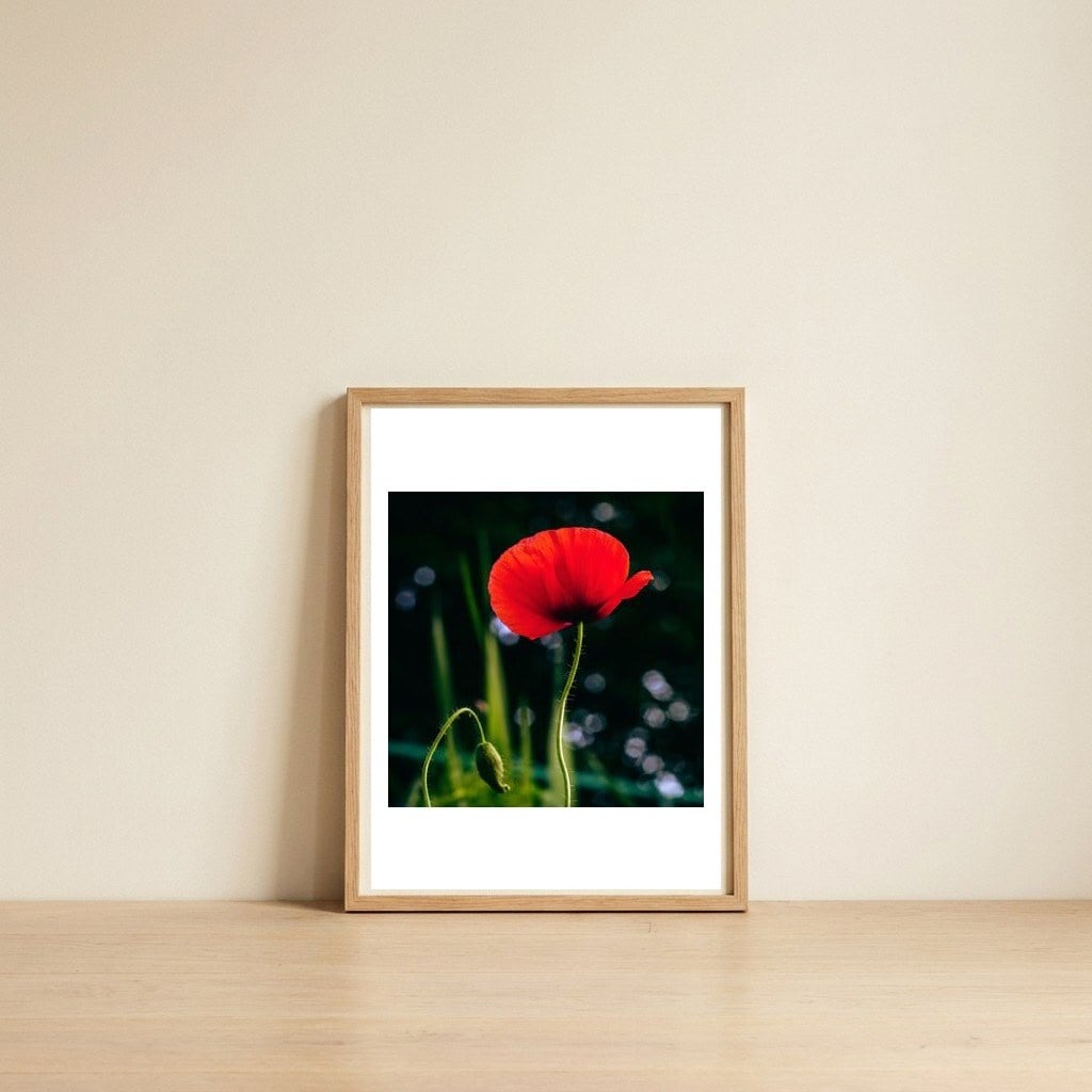 Vibrant Red Poppy — framed, leaning against the wall