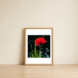 Vibrant Red Poppy — framed, leaning against the wall thumbnail