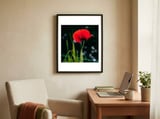 Vibrant Red Poppy framed in a focused room thumbnail