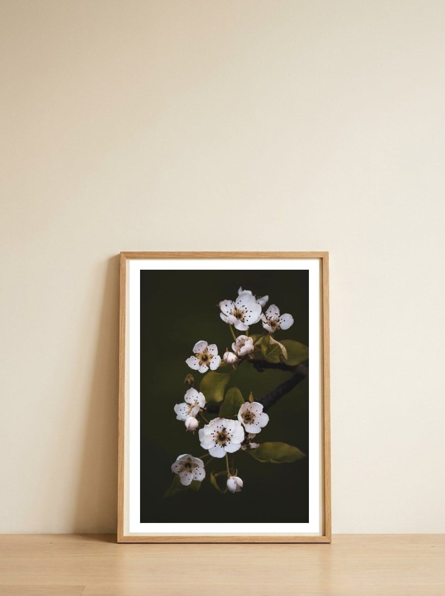 Delicate White Blossoms — framed, leaning against the wall