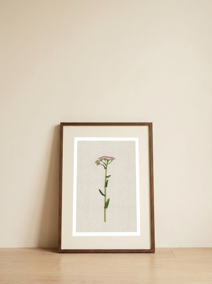 Delicate Pink Wildflower — framed, leaning against the wall