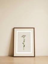 Delicate Pink Wildflower — framed, leaning against the wall thumbnail