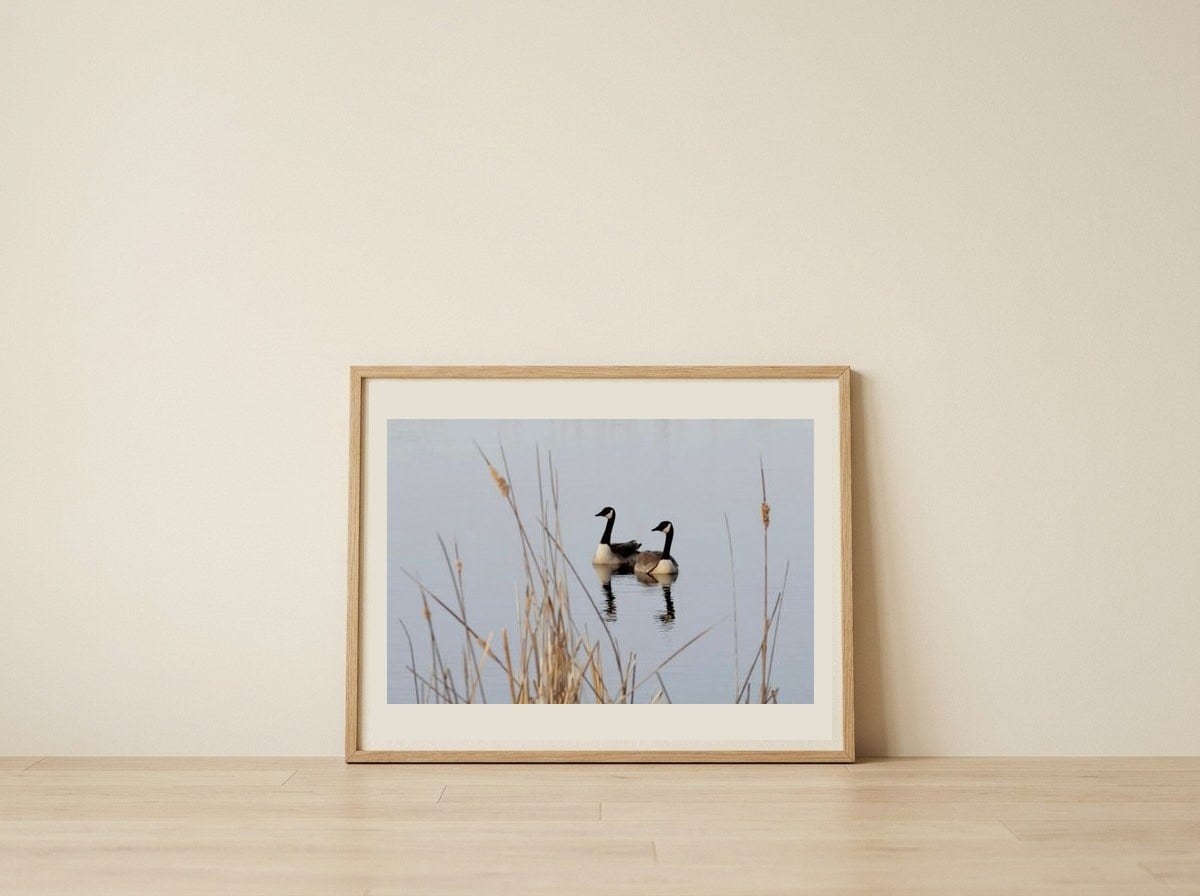 Serene Canada Geese — framed, leaning against the wall
