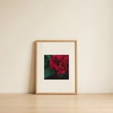 Velvet Red Rose — framed, leaning against the wall thumbnail