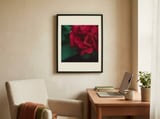 Velvet Red Rose framed in a focused room thumbnail