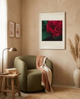Velvet Red Rose framed in a tender room thumbnail