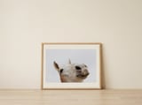 Curious White Horse — framed, leaning against the wall thumbnail