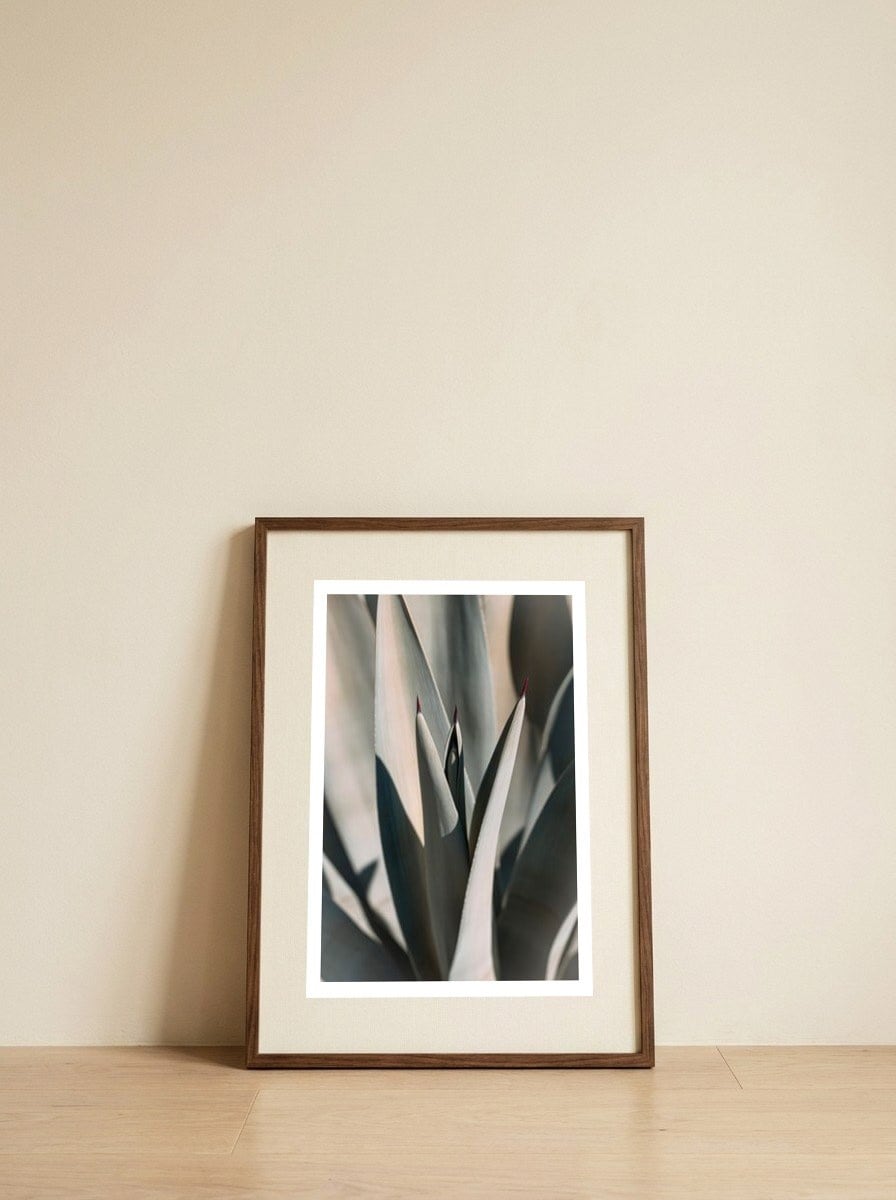 Agave Plant Spikes — framed, leaning against the wall