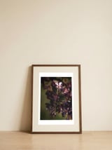 Deep Violet Blossoms — framed, leaning against the wall thumbnail