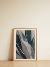 Blue Agave Leaves — framed, leaning against the wall thumbnail