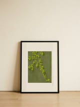 Green Leafy Vine — framed, leaning against the wall thumbnail