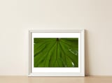 Hothouse — framed, leaning against the wall thumbnail