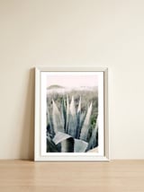 Pale Agave  — framed, leaning against the wall thumbnail