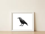 Crowscape — framed, leaning against the wall thumbnail