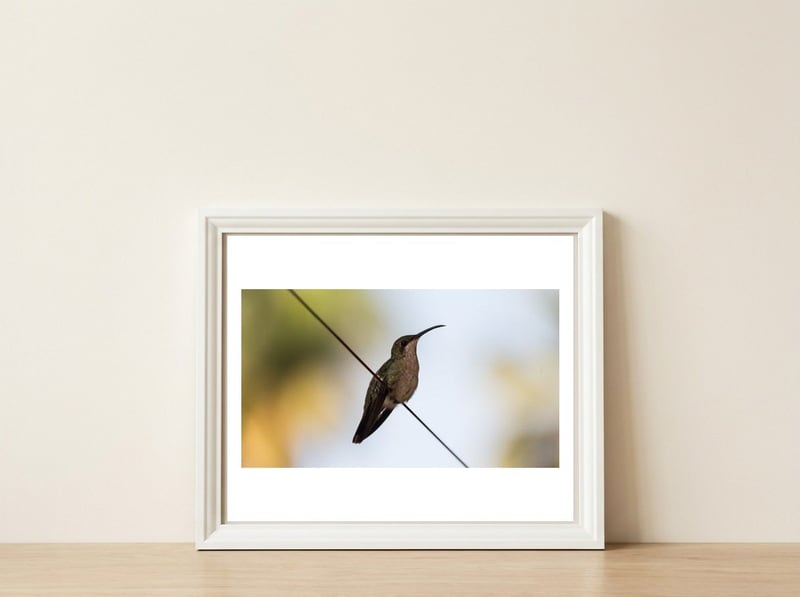 Colibri from Haïti — framed, leaning against the wall