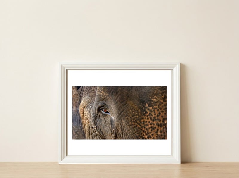 Face To Face - Elephant eye — framed, leaning against the wall