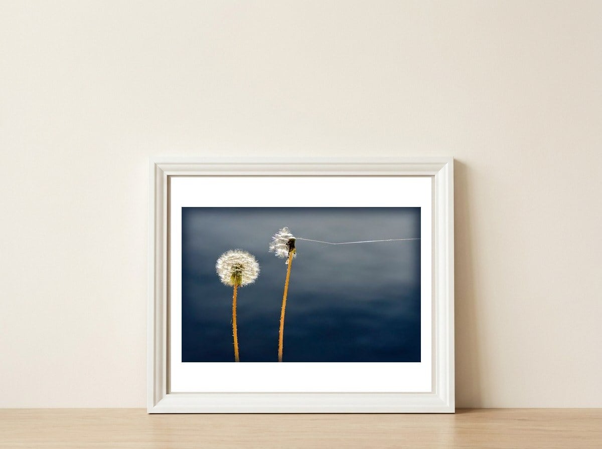 Common dandelions — framed, leaning against the wall