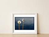 Common dandelions — framed, leaning against the wall thumbnail